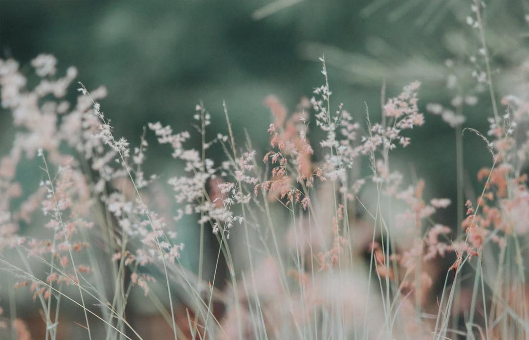 3 Flowers